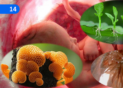 Continuity of Life,ජීවයේ අඛණ්ඩතාව,Grade 10 Science Lessons ,Grade 10 Science Paadam