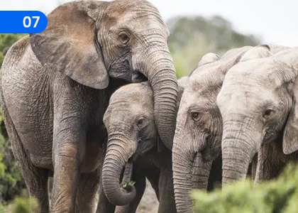 Elephant Menace,අලි උවදුර,Grade 6 Sinhala Lessons ,Grade 6 Sinhala Paadam