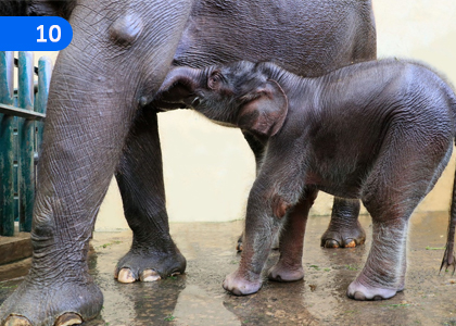 Baby Love in the Elephant Barn,ඇත් ගාලේ දරු පෙම්,Grade 10 Appreciation of Sinhala Literary Texts Lessons ,Grade 10 Appreciation of Sinhala Literary Texts Paadam