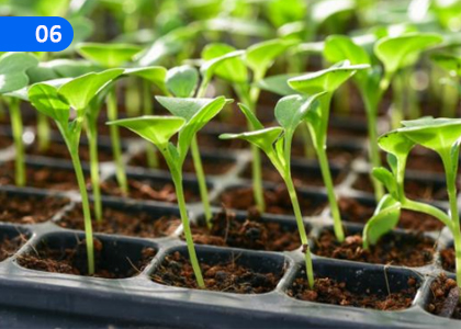 Nursery Techniques for High Ground,උස් බිම් බෝග සඳහා තවාන් ශිල්ප ක්‍රම,Grade 10 Agriculture & Food Technology Lessons ,Grade 10 Agriculture & Food Technology Paadam