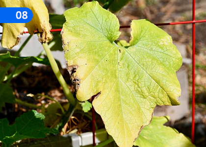 Plant Nutrition,ශාක පෝෂණය,Grade 10 Agriculture & Food Technology Lessons ,Grade 10 Agriculture & Food Technology Paadam