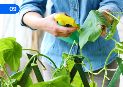 Pest Control,පළිබෝධ පාලනය,Grade 10 Agriculture & Food Technology Lessons ,Grade 10 Agriculture & Food Technology Paadam