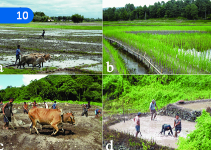 Paddy Cultivation,වී වගාව,Grade 10 Agriculture & Food Technology Lessons ,Grade 10 Agriculture & Food Technology Paadam