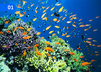 Identify the Potential of the Aquatic Life Industry,ජලජ ජීව සම්පත් කර්මාන්තයේ විභවතා හඳුනා ගනිමු,Grade 10 Aquatic Bioresources Technology Lessons ,Grade 10 Aquatic Bioresources Technology Paadam