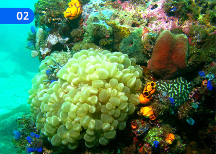 Let's Examine the Biodiversity of Aquatic Ecosystems,ජලජ පරිසර පද්ධතිවල ජෛව විවිධත්වය විමසා බලමු,Grade 10 Aquatic Bioresources Technology Lessons ,Grade 10 Aquatic Bioresources Technology Paadam