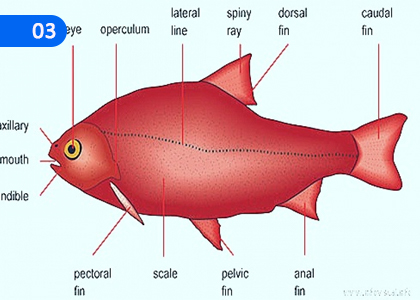 Let's Identify fish Characteristics and Behavior Patterns,මත්ස්‍ය ලක්ෂණ හා හැසිරීම් රටා හඳුනා ගනිමු,Grade 10 Aquatic Bioresources Technology Lessons ,Grade 10 Aquatic Bioresources Technology Paadam