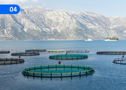 Let's Engage in fish Farming as self-employment,ස්වයං රැකියාවක් ලෙස මත්ස්‍ය වගාවේ යෙදෙමු,Grade 10 Aquatic Bioresources Technology Lessons ,Grade 10 Aquatic Bioresources Technology Paadam