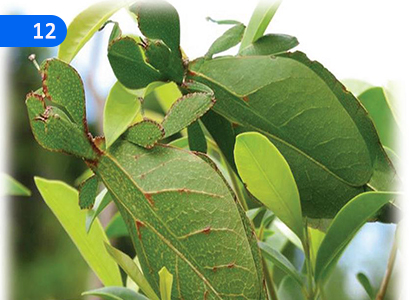 The walking leaf,ඇවිදින කොළයා,Grade 6 Sinhala Lessons ,Grade 6 Sinhala Paadam