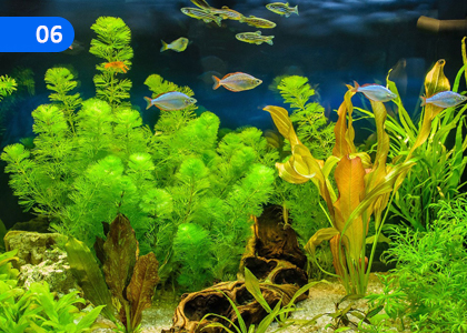 Let's Engaged in the Cultivation of edible Aquatic Plants,ආහාරමය ජලජ ශාක වගාවේ නියැළෙමු,Grade 10 Aquatic Bioresources Technology Lessons ,Grade 10 Aquatic Bioresources Technology Paadam