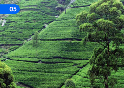 Social transformations in Sri Lanka under the British,බ්‍රිතාන්‍යන් යටතේ ශ්‍රී ලංකාවේ සමාජ පරිවර්තන,Grade 11 History Lessons ,Grade 11 History Paadam