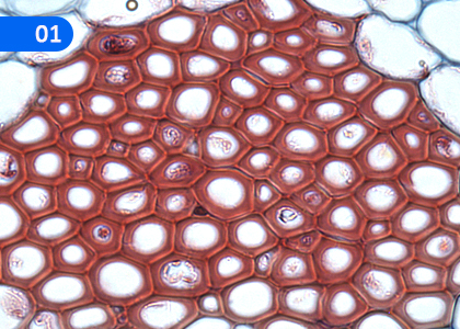Living Tissues,ජීවී පටක,Grade 11 Science Lessons ,Grade 11 Science Paadam