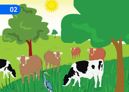 Photosynthesis,ප්‍රභාසංස්ලේශණය,Grade 11 Science Lessons ,Grade 11 Science Paadam