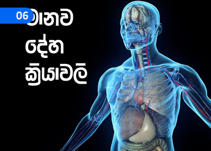 Biological Processes in Human Body,මානව දේහ ක්‍රියාවලි,Grade 11 Science Lessons ,Grade 11 Science Paadam