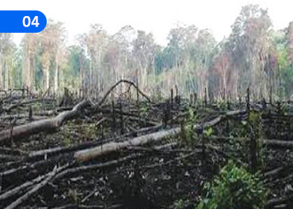 Environmental Problems and Sustainable Development,පාරිසරක ගැටලු හා තිරසාර සංවර්ධනය,Grade 11 Civic Education Lessons ,Grade 11 Civic Education Paadam