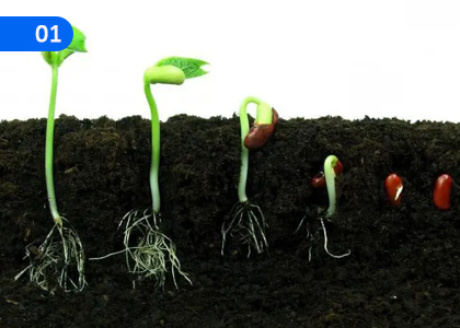 Plant Propagation,ශාක ප්‍රචාරණය,Grade 11 Agriculture & Food Technology Lessons ,Grade 11 Agriculture & Food Technology Paadam