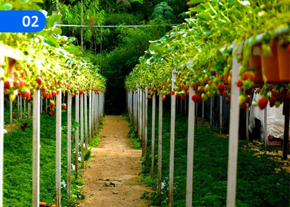 Crop Cultivation under Controlled Conditions,පාලිත තත්ත්ව යටතේ බෝග වගාව,Grade 11 Agriculture & Food Technology Lessons ,Grade 11 Agriculture & Food Technology Paadam