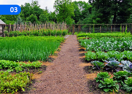 Farming Methods and Cropping Patterns,ගොවිතැන් ක්‍රම හා වගා රටා,Grade 11 Agriculture & Food Technology Lessons ,Grade 11 Agriculture & Food Technology Paadam