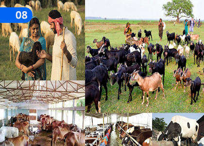 Animal Husbandry,සත්ත්ව පාලනය,Grade 11 Agriculture & Food Technology Lessons ,Grade 11 Agriculture & Food Technology Paadam