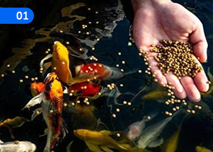 Fish Feeding And Fish Feed Production,මත්ස්‍යයන් පෝෂණය කිරීම හා මත්ස්‍යය ආහාර නිපදවීම,Grade 11 Aquatic Bioresources Technology Lessons ,Grade 11 Aquatic Bioresources Technology Paadam