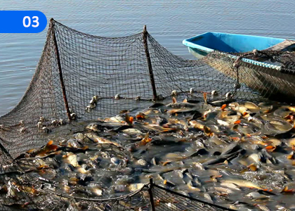 Reduction of Fish Harvest Damage,මත්ස්‍ය අස්වනු හානි අවම කිරීම,Grade 11 Aquatic Bioresources Technology Lessons ,Grade 11 Aquatic Bioresources Technology Paadam