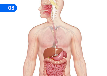 Digestive Process,ආහාර ජීරණ ක්‍රියාවලිය,Grade 11 Home Economics Lessons ,Grade 11 Home Economics Paadam