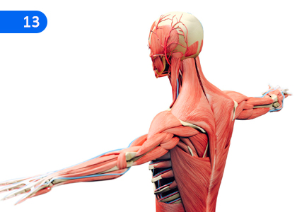 Let us Understand the Musculoskeletal System,පේශි හා අස්ථි පද්ධති හඳුනා ගනිමු,Grade 11 Health & Physical Education Lessons ,Grade 11 Health & Physical Education Paadam