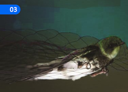 Sammodamana Jataka 2,සම්මෝදමාන ජාතකං 2,Grade 1 Pali Lessons ,Grade 1 Pali Paadam