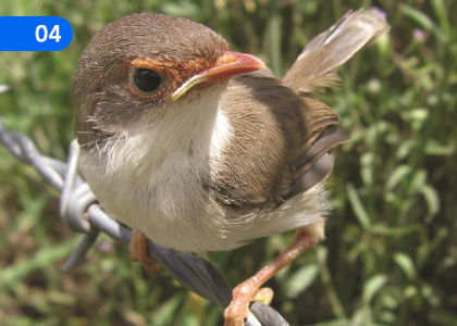 Sammodamana Jataka 3,සම්මෝදමාන ජාතකං 3,Grade 1 Pali Lessons ,Grade 1 Pali Paadam