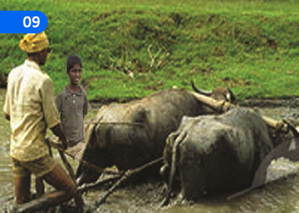 Kassako,කස්සකෝ,Grade 1 Pali Lessons ,Grade 1 Pali Paadam