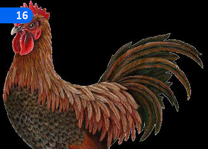 The Cock,කුක්කුටෝ,Grade 1 Pali Lessons ,Grade 1 Pali Paadam