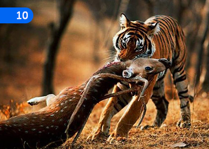 Interactions with Food,ආහාර හා බැඳුණු අන්තර් ක්‍රියා,Grade 6 Science Lessons ,Grade 6 Science Paadam