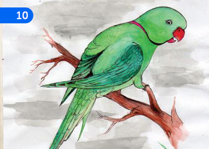 Parrot,සුවෝ,Grade 2 Pali Lessons ,Grade 2 Pali Paadam