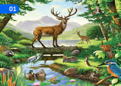 Classification of Organisms,ජීවීන් වර්ගීකරණය,Grade 3 Science Lessons ,Grade 3 Science Paadam