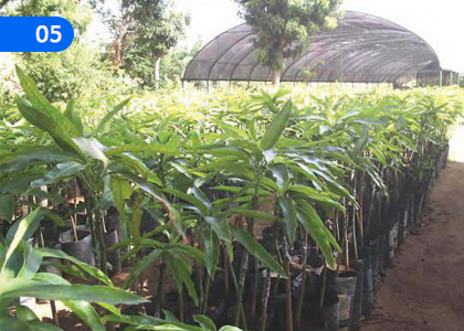 Plant Reproduction,ශාක ප්‍රජනනය,Grade 3 Science Lessons ,Grade 3 Science Paadam