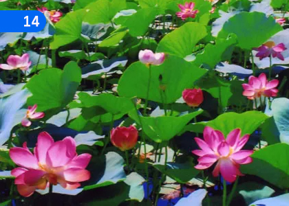 The Flower bloomed; The river Flowed,කුසුම් පිපී; ගඟ ගල‍ා,Grade 3 Sanskrit Lessons ,Grade 3 Sanskrit Paadam