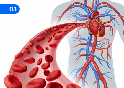 Circulatory system and its Healthy Existence,රුධිර සංසරණ පද්ධතිය සහ එහි නිරෝගී පැවැත්ම,Grade 3 Health & Physical Education Lessons ,Grade 3 Health & Physical Education Paadam