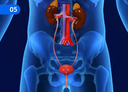 Excretory system and its health maintenance,බහිස්ස්‍රාවීය පද්ධතිය සහ එහි සෞඛ්‍ය රැක ගැනීම,Grade 3 Health & Physical Education Lessons ,Grade 3 Health & Physical Education Paadam