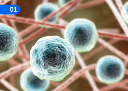 Levels of Organization and Biological Processes in Living Organisms,ජීවි දේහයේ සංවිධාන මට්ටම් හා ජෛව ක්‍රියාවලිය,Grade 4 Science Lessons ,Grade 4 Science Paadam