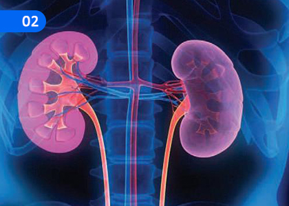 Organ Systems of the Human Body,මිනිස් දේහයේ ඉන්ර්‍දය පද්ධති,Grade 4 Science Lessons ,Grade 4 Science Paadam