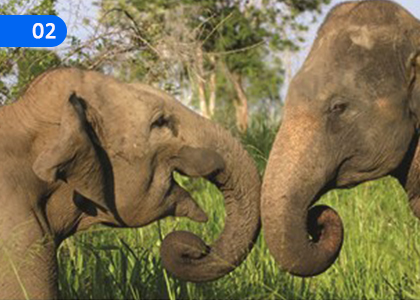 Our Friendly Environment,,Grade 5 Sanskrit Lessons ,Grade 5 Sanskrit Paadam