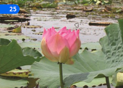 The Essence of Buddhism,බුදුදහමේ චරණය,Grade 5 Thripitaka Dharmaya Lessons ,Grade 5 Thripitaka Dharmaya Paadam