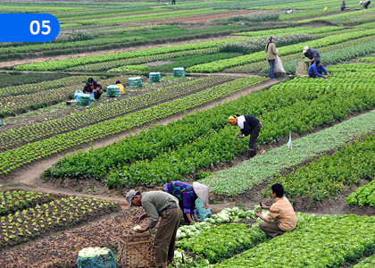 Economic Affairs of Sri Lanka,ශ්‍රී ලංකාවේ ආර්ථික කටයුතු,Grade 5 Geography Lessons ,Grade 5 Geography Paadam