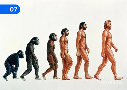 Contribution of Genetic material to Biodiversity,ජෛව විවිධත්වය කෙරෙහි ප්‍රවේණික ද්‍රව්‍යවල දායකත්වය,Grade 5 Science Lessons ,Grade 5 Science Paadam