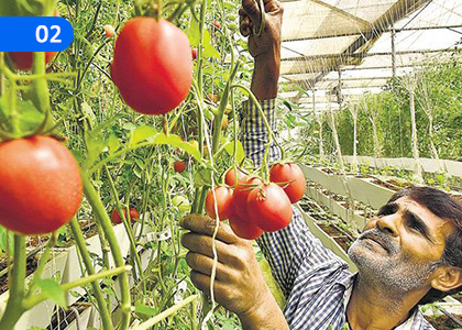 Food for a Healthy Life,සෞඛවත් ජීවිතයකට සුදුසු  ආහාර,Grade 5 Health & Physical Education Lessons ,Grade 5 Health & Physical Education Paadam