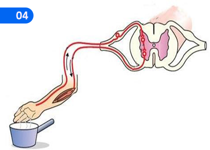 Human Nervous System,මිනිසාගේ ස්නායු පද්ධතිය,Grade 5 Health & Physical Education Lessons ,Grade 5 Health & Physical Education Paadam