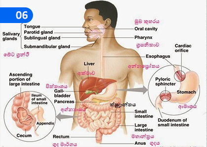 Human Digestive System,මිනිස‍ාගේ ආහාර ජීර්ණ පද්ධතිය,Grade 5 Health & Physical Education Lessons ,Grade 5 Health & Physical Education Paadam