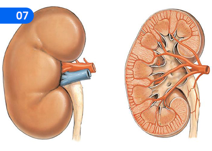 Human Excretory System,මිනිසෙකුගේ බහිස්ස්‍රාවී පද්ධතිය,Grade 5 Health & Physical Education Lessons ,Grade 5 Health & Physical Education Paadam