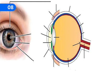 Human Sensory Organ Function,මිනිසාගේ සංවේදන ඉන්ද්‍රියය ක්‍රියාකාරීත්වය,Grade 5 Health & Physical Education Lessons ,Grade 5 Health & Physical Education Paadam