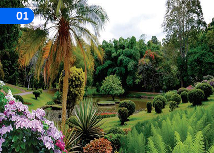 Plant Diversity,ශාක විවිධත්වය,Grade 7 Science Lessons ,Grade 7 Science Paadam