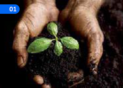 Agriculture,කෘෂි කර්මය,Grade 7 Practical & Technical Skills Lessons ,Grade 7 Practical & Technical Skills Paadam